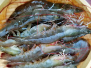 Bếp Eva - Tôm mua về đừng cho ngay vào tủ lạnh, thêm 1 nguyên liệu tôm để lâu vẫn tươi ngon, thịt chắc ngọt không khô bở