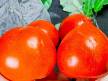 Mua cà chua nên chọn đầu tròn hay đầu nhọn? Người trồng mách có sự khác biệt lớn, đừng chọn nhầm kẻo lãng phí