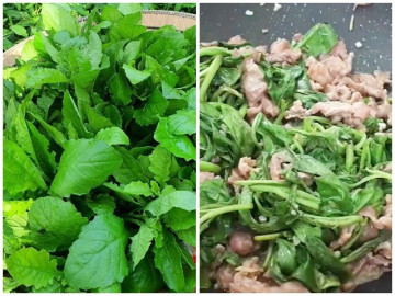 Cây này nghe tên lạnh cả gáy, xưa cho lợn ăn nay thành đặc sản, giá trên dưới 100.000đ/kg, cứ nhắc đến là ai cũng thích