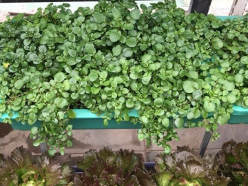 Cây này ở Việt Nam không chăm cũng lớn, là rau tốt nhất thế giới, giá chỉ 20.000 - 25.000đ/kg, nấu được nhiều món hấp dẫn