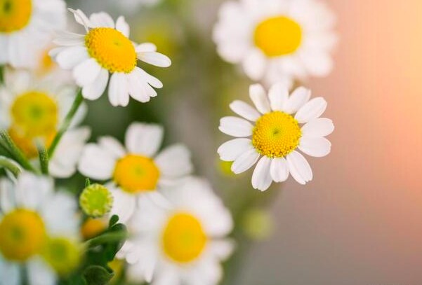 Ít nói 3 điều này về bản thân chính là khôn ngoan: Càng ít nói, bạn càng có nhiều phước lành - 3