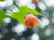 Người khôn ngoan biết không phải con cái, 3 thứ này mới là chỗ dựa vững chắc nhất khi về già