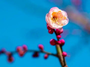 Eva tám - 2 chữ người khôn ngoan biết là mạnh mẽ, thức thời; kẻ dại lại cho là kém cỏi