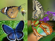 Eva tám - Trắc nghiệm tâm lý: Chọn một con bướm đẹp nhất theo trực giác của bạn