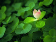 Eva tám - Tài năng đáng nể nhất của một người không phải sự khôn khéo mà là 3 chữ này