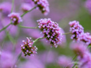 Eva tám - Người thực sự bản lĩnh đều có 3 chữ này, trông vậy mà không hề đơn giản