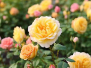 Eva tám - 4 câu người khôn ngoan quyết không nói trước mặt người quen