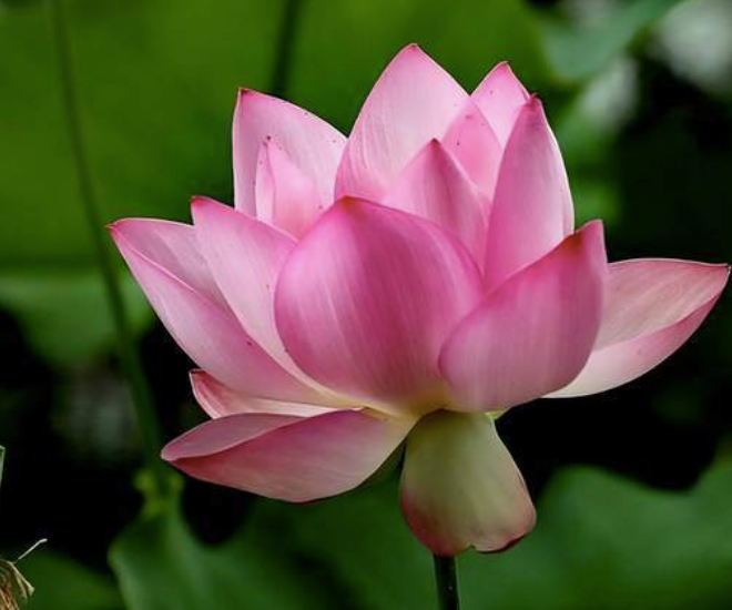 Những người càng hiểu cuộc sống càng biết được tầm quan trọng của 2 chữ này - 1