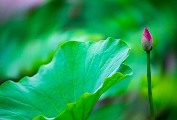 Tài năng đáng nể nhất của một người không phải sự khôn khéo mà là 3 chữ này - 2