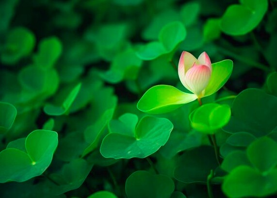 Tài năng đáng nể nhất của một người không phải sự khôn khéo mà là 3 chữ này - 3