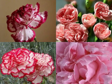 Trắc nghiệm tâm lý: Bạn thấy bông hoa cẩm chướng nào đẹp nhất?