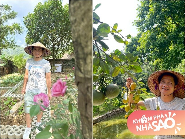 Khu vườn của Trọng Tấn ở quê nhà Thanh Hóa: Bưởi - hồng sai lúc lỉu, có loại rau làm nhiều người nhớ quê