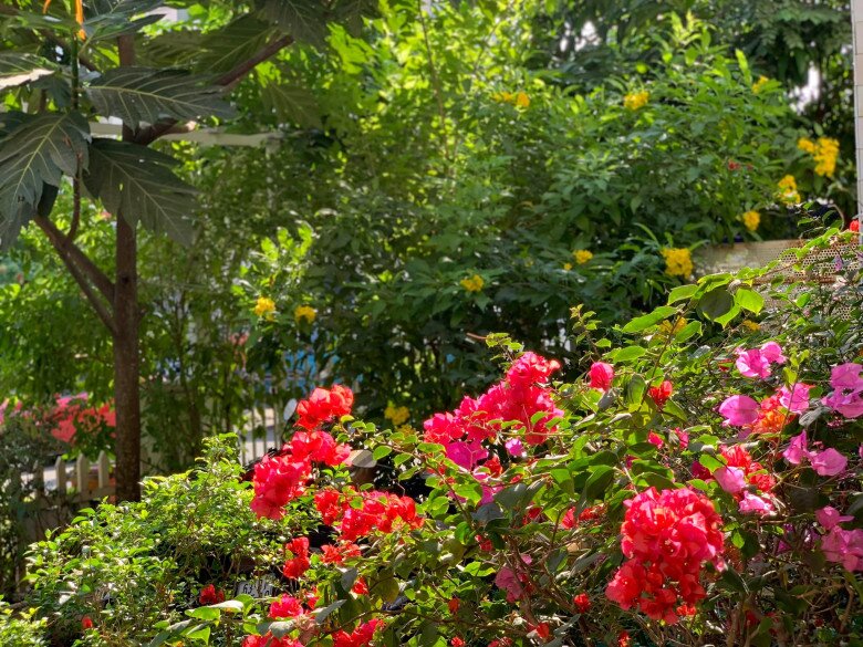 Góc sân rực rỡ sắc hoa giấy đỏ hồng đan xen, bao quanh là cây cối xanh tốt, làm nên lớp “rèm thiên nhiên” che nắng và mang lại sự riêng tư cho gia chủ mà không cần tường rào kín đáo.