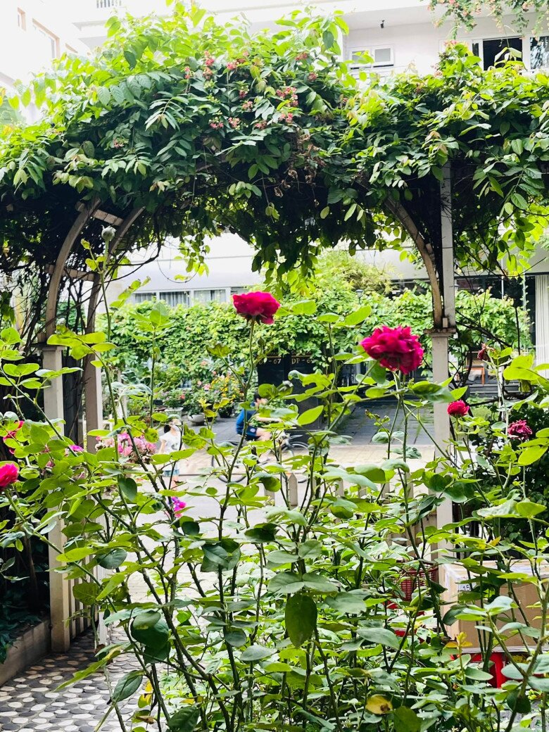Góc nhìn từ vườn ra ngoài đường, chiếc cổng vòm tạo nên chiều sâu cho không gian và cảm giác thoáng đãng, sống động. Trong vườn, nữ diễn viên trồng rất nhiều hoa hồng.