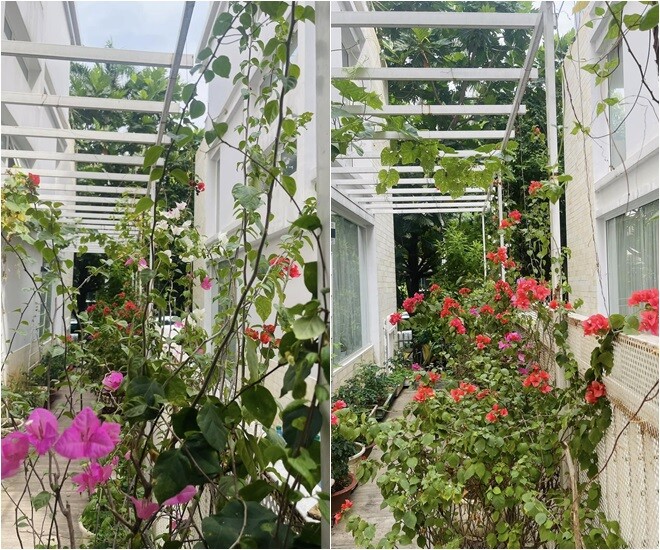 Ngay cả dãy hành lang hẹp giữa hai khối nhà cũng được tận dụng triệt để, tạo nên không gian tươi mới, đầy sức sống. Mỗi bước chân đi qua đều như lạc vào một khu vườn nhỏ đầy sắc màu.