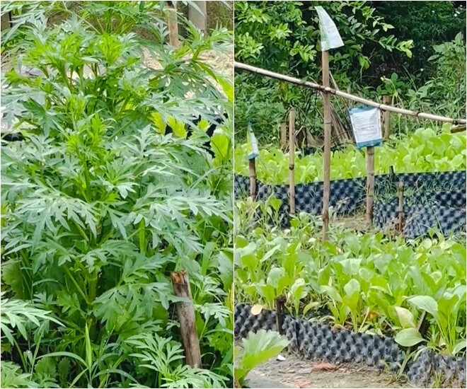 Cuộc sống amp;#34;thôn quêamp;#34; của Việt Trinh ở nhà vườn 3.000m2: Có vườn rau xanh thích mắt, ai nhìn cũng thấy an yên - 3