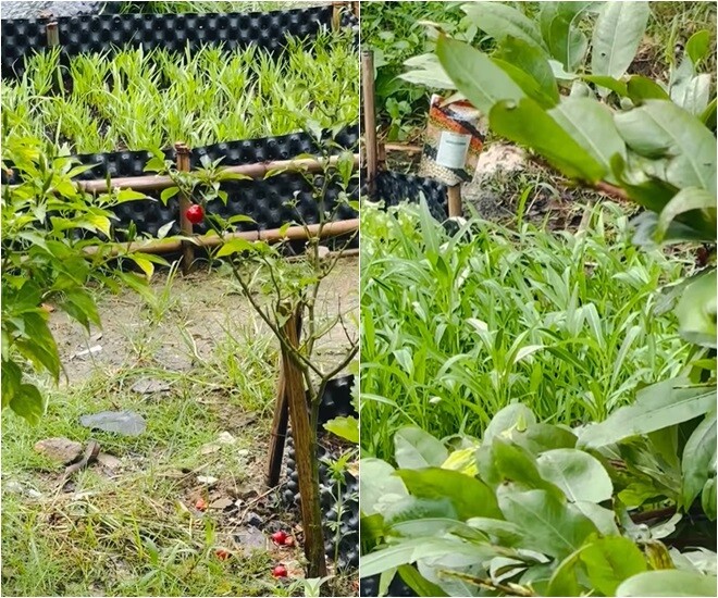 Không cần diện tích quá lớn, khu vườn rau “nhỏ nhỏ” ấy nằm gọn trong vài trăm mét vuông, nằm cạnh ngôi nhà phong cách Á đông.