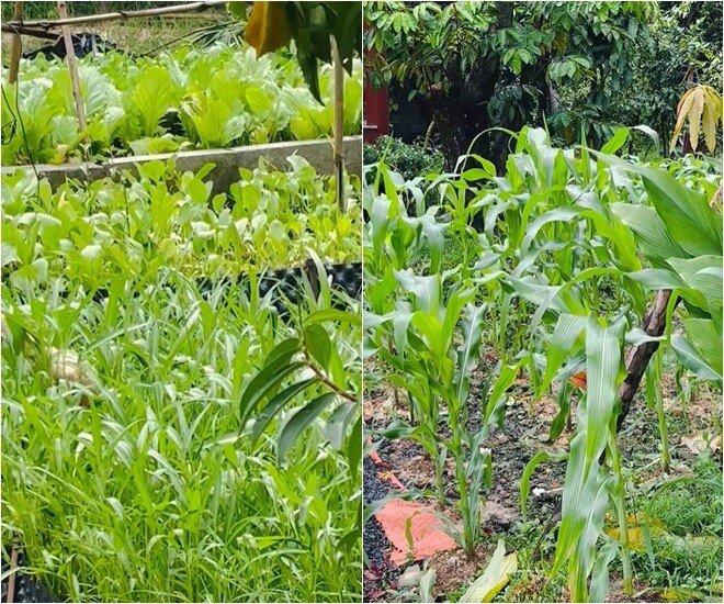 Việt Trinh bảo cô chưa trồng cây ăn trái, mới chỉ trồng rau thôi. Nhưng cô thấy rất vui. Cạnh đó là vườn bắp đang chuẩn bị trổ bông. Cô thích thú: “Vườn bắp thì sắp ra hoa ra trái rồi nè!”