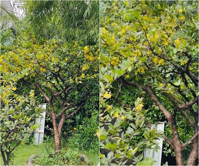 Giữa không gian rau cỏ, cây mai nhà Việt Trinh lại gây chú ý khi nở hoa sớm bất thường. “Tự nhiên cây mai nhà Trinh năm nay nó ra hoa sớm quá trời luôn! Không biết tới Tết còn hoa không nữa… Mà cây nào cũng nở hết trơn á”, cô vừa quay vừa tấm tắc.
