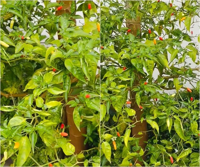 Một góc khác, cây ớt hiểm đã già vẫn sai trái đỏ rực. “Trinh bỏ ăn ớt rồi, nhưng bạn Trinh với nhà Trinh thích ăn lắm nên vẫn trồng”, cô trò chuyện cùng người hâm mộ.