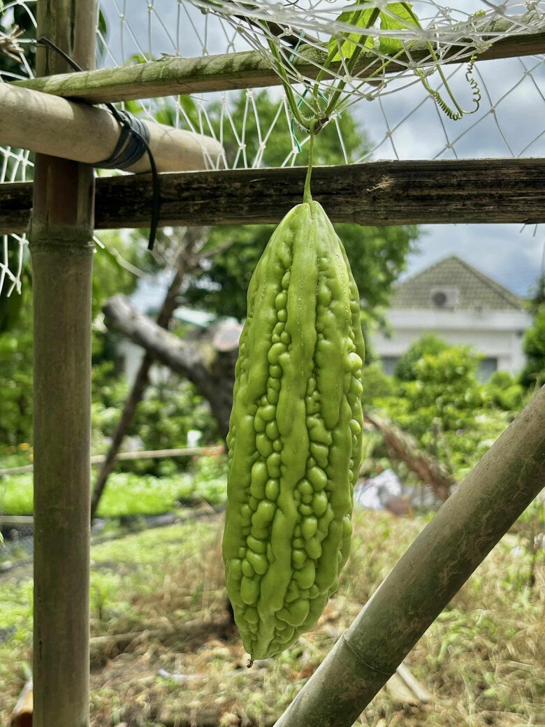 Những hàng tre chống đỡ, hàng rào tự tay lắp bằng vật liệu tái chế, đất tơi xốp nhờ được chăm bón đều đặn, tất cả tạo nên một tổ ấm thật sự của một người phụ nữ từng nổi tiếng, nay chọn sống thật bình dị.