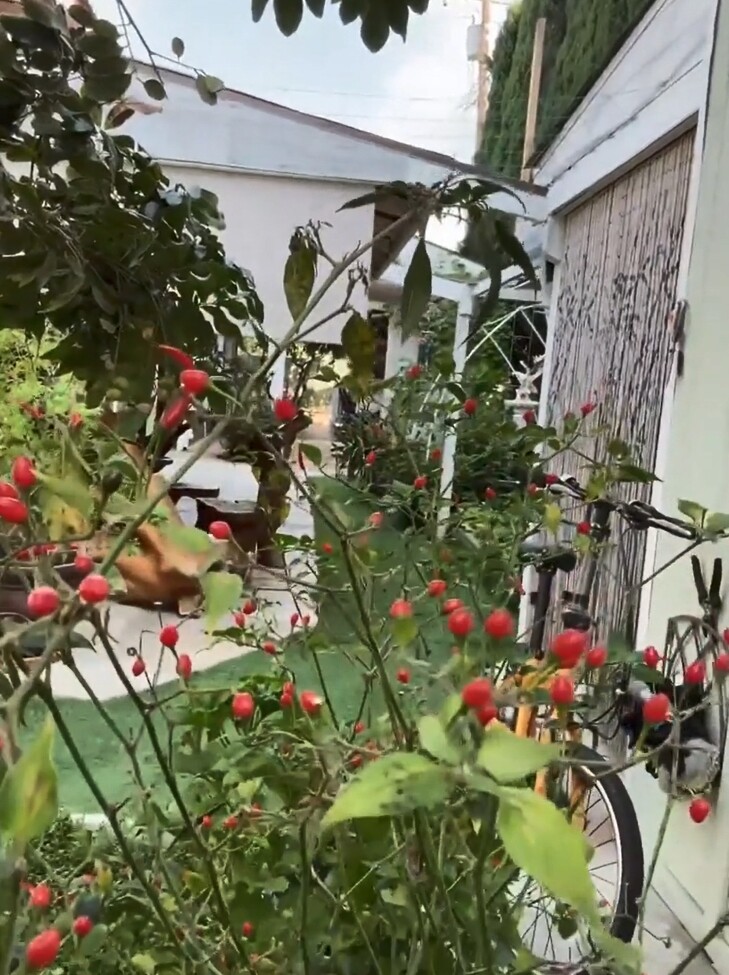 Danh ca Hương Lan có giàn bầu được nhiều nghệ sĩ đến thăm, yên ấm cùng chồng kỹ sư trong nhà vườn 1.000m2 - 6