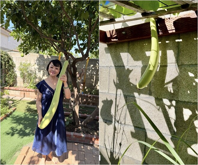 Danh ca Hương Lan trong khu vườn của mình, hào hứng khoe quả bầu dài gần bằng người. Không gian sân gạch và mảng xanh phía sau gọn gàng, sạch sẽ.