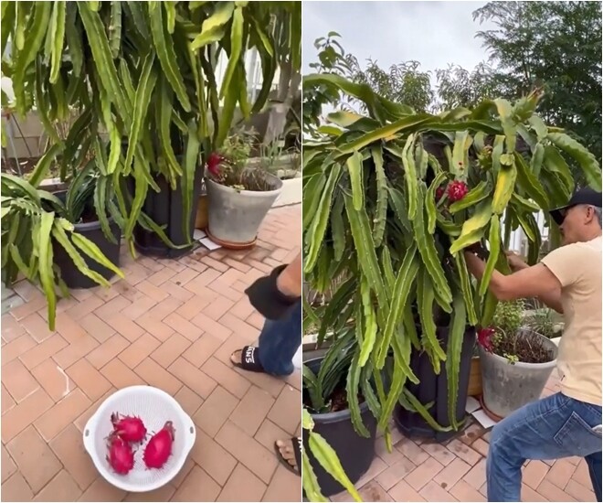 Những thanh long chín đỏ vừa được chồng bà Hương Lan hái xuống, xếp gọn trong rổ. Khu vườn mang lại cho vợ chồng bà nhiều niềm vui ở tuổi xế chiều.