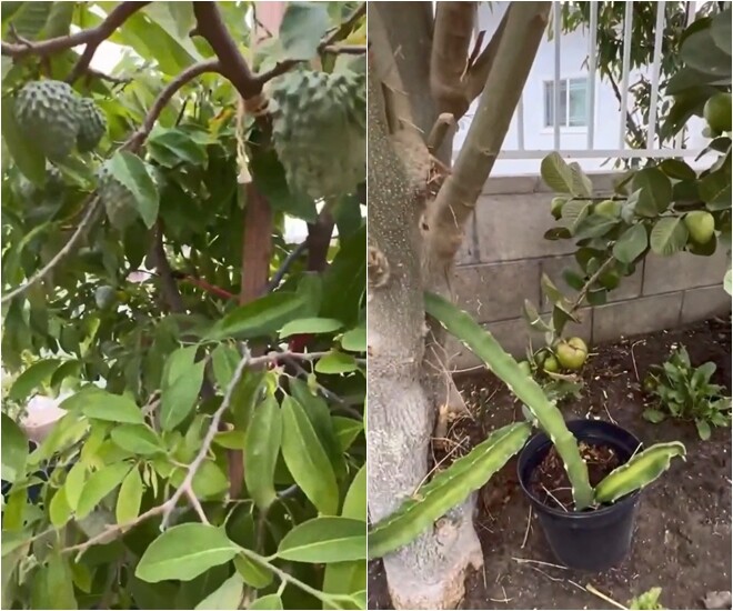 Cây mãng cầu, cây ổi chen chúc trong một góc đất trống, chứng tỏ chủ nhà tận dụng triệt để từng khoảng đất để trồng cây ăn quả.