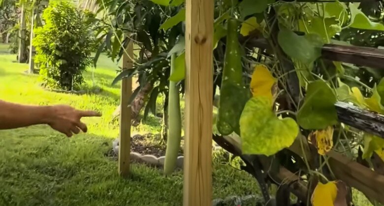 Vườn cũng trồng bầu bí. Một khóm giềng, nghệ rất tươi tốt mọc xanh um. Dương Triệu Vũ chia sẻ chưa bao giờ biết cây nghệ.