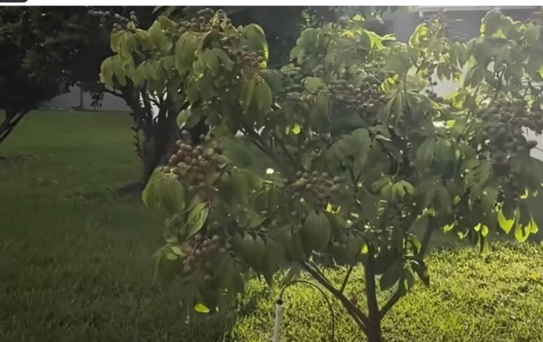Em trai ruột hé lộ khu vườn rộng nhà Hoài Linh bên Mỹ, có cây ổi lạ và nhiều cây trái Việt Nam - 11