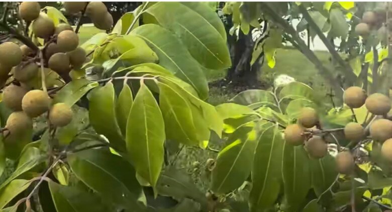 Em trai ruột hé lộ khu vườn rộng nhà Hoài Linh bên Mỹ, có cây ổi lạ và nhiều cây trái Việt Nam - 12