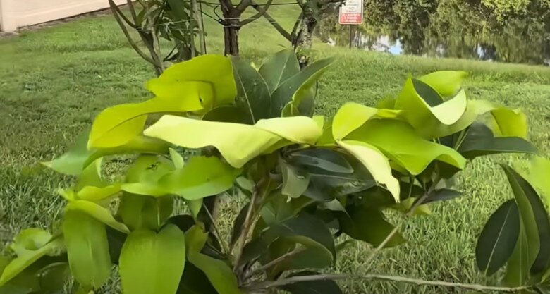 Em trai ruột hé lộ khu vườn rộng nhà Hoài Linh bên Mỹ, có cây ổi lạ và nhiều cây trái Việt Nam - 13
