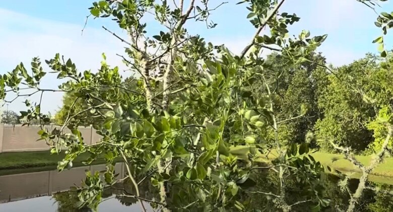 Cây nhãn thấp mà sai quả trĩu trịt. Hoài Linh chỉ cho em trai cây mận, cây táo tàu… Nam danh hài vốn rất rành các loại cây.