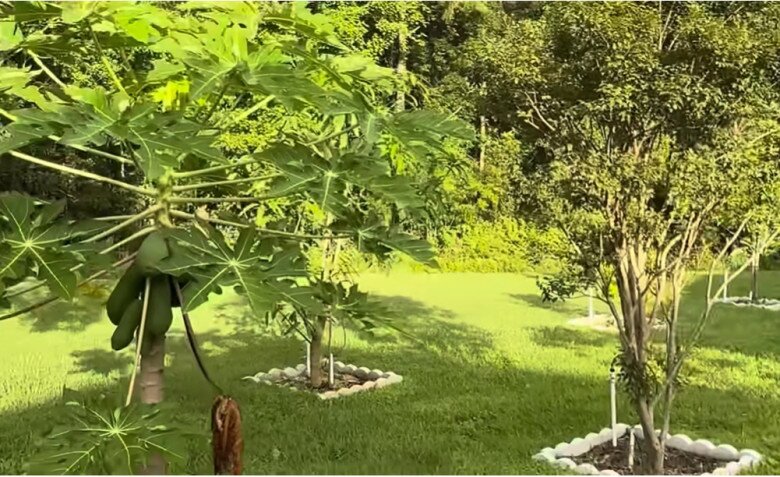 Không gian của gia đình Hoài Linh ở Mỹ khiến nhiều người hâm mộ nhận xét trông rất bình yên, rộng rãi. Khu vườn có tường kiên cố bao quanh, cây cối được trồng một cách rất quy củ, từng hàng lối.