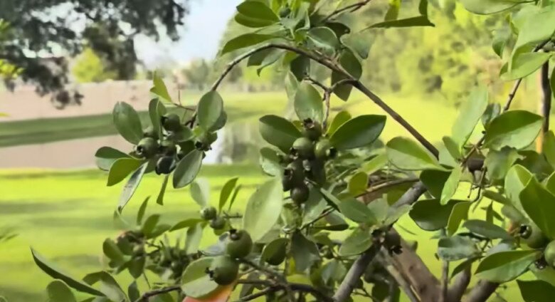 Trái thành từng chùm trên cây, quả không lớn, giống chỉ nhỏ xíu vậy thôi. Mới đầu Dương Triệu Vũ tưởng trái lựu bé.