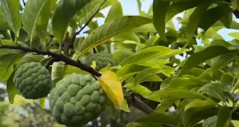 Em trai ruột hé lộ khu vườn rộng nhà Hoài Linh bên Mỹ, có cây ổi lạ và nhiều cây trái Việt Nam - 5