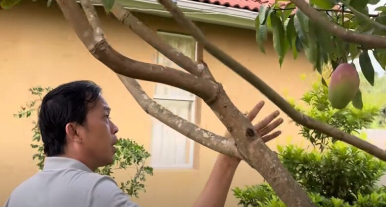 Xoài đung đưa trái trên cây. Hoài Linh tiết lộ: “Xoài chị Hai để dành cho mình qua hái, mà chị hái hết mấy trái bự bự rồi”. Dương Triệu Vũ bày tỏ: “Trên cây còn trái xoài chị em để dành cho nhau không nỡ hái”.