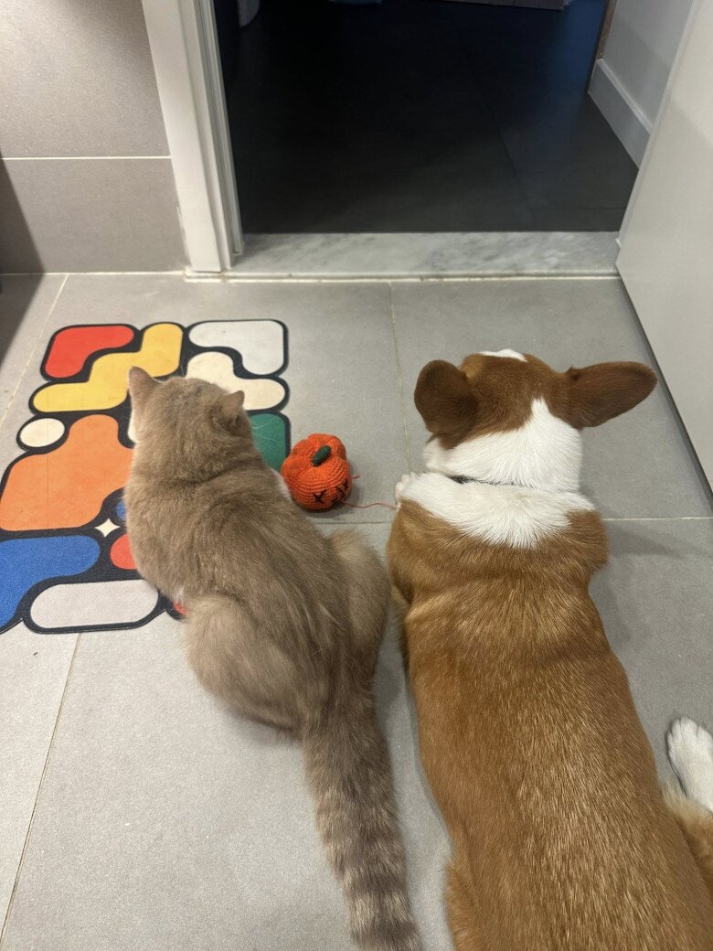 Ngôi nhà thêm tình cảm với sự xuất hiện của chú chó Corgi và mèo. Khoảnh khắc dễ thương khi chó mèo nằm cạnh nhau trên nền nhà, gợi cảm giác bình yên và gần gũi. 