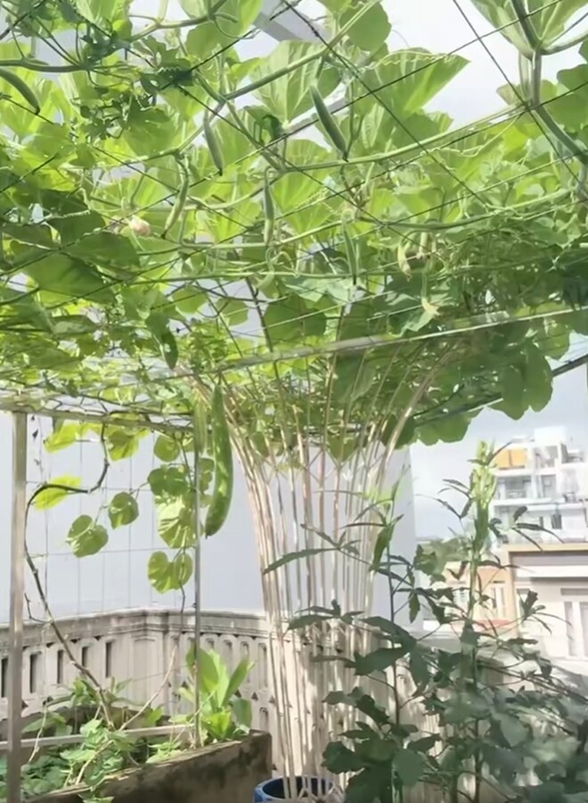 Hệ giàn bầu được chăm chút kỹ lưỡng, dây leo tỏa đều như những vòm xanh rủ bóng giữa không trung. “My có thể dùng cái từ sao nhỉ, gọi là đại-đại-đại thu hoạch!”, cô vui vẻ nói.