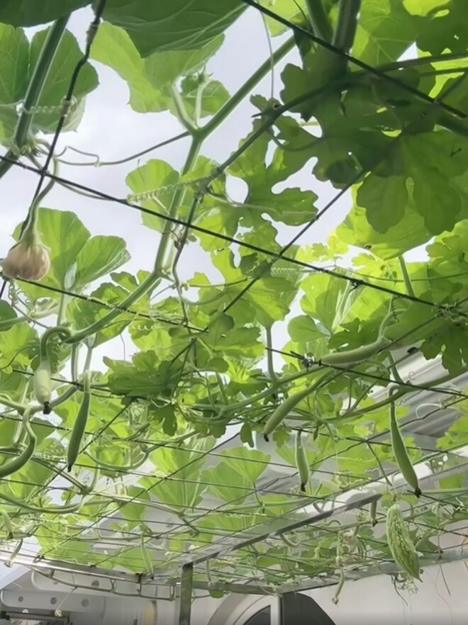 Góc nhìn từ dưới lên cho thấy giàn quả phủ kín đầu, từng trái dài đung đưa trong nắng. “Những quả bầu to, bầu nhỏ nhiều lắm”, nàng hậu thích thú.