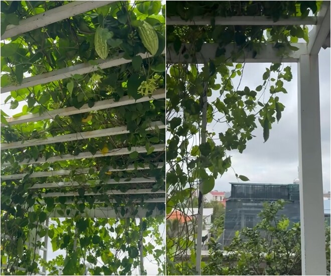 Giàn mướp đắng và hoa thiên lý phủ kín khung sắt trắng, tạo nên một vòm xanh mướt giữa trời. “Hoa thiên lý đó. Cái màu của hoa thiên lý nó hơi bị lẫn vào lá nhưng mà nhiều lắm ấy”, Giáng My cho biết.