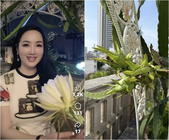 Vài tuần trước, Hoa hậu Giáng My khoe đóa hoa thanh long vừa nở rộ. Giàn cây trên sân thượng được thiết kế bằng khung sắt uốn lượn, tạo nên một không gian vừa mộc mạc vừa lãng mạn như phim.