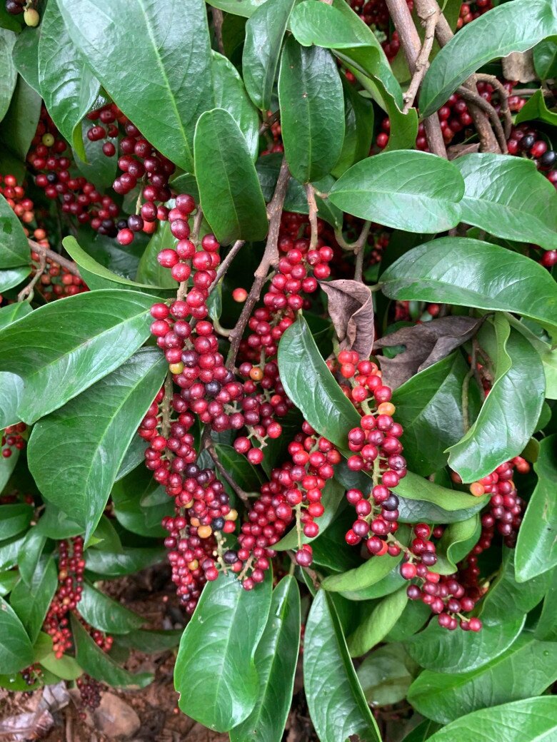 Từng chùm trái chòi mòi đỏ mọng chen kín giữa những tán lá xanh bóng. Trái mọc thành chùm dài, bám dọc theo nhánh lớn và cành con.