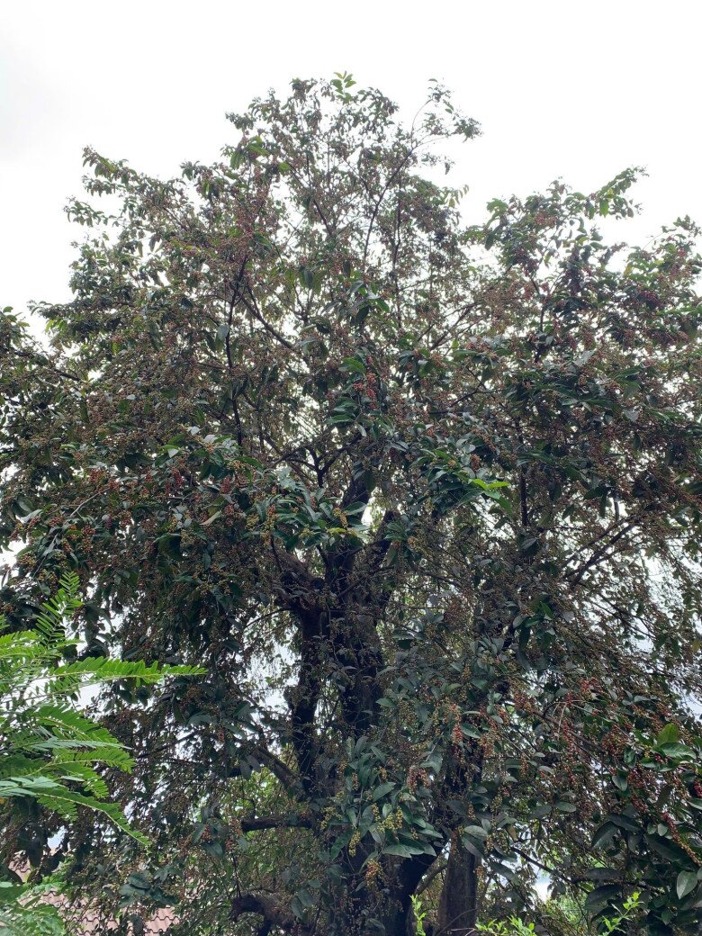 Cây chòi mòi lớn rụng gần hết lá, chỉ còn lại trái bám đầy từ gốc đến ngọn. Nàng hậu giản dị mô tả: “Cái cây lớn hơn nè. Trái cũng nhiều. Rụng hết lá, toàn quả thôi”.