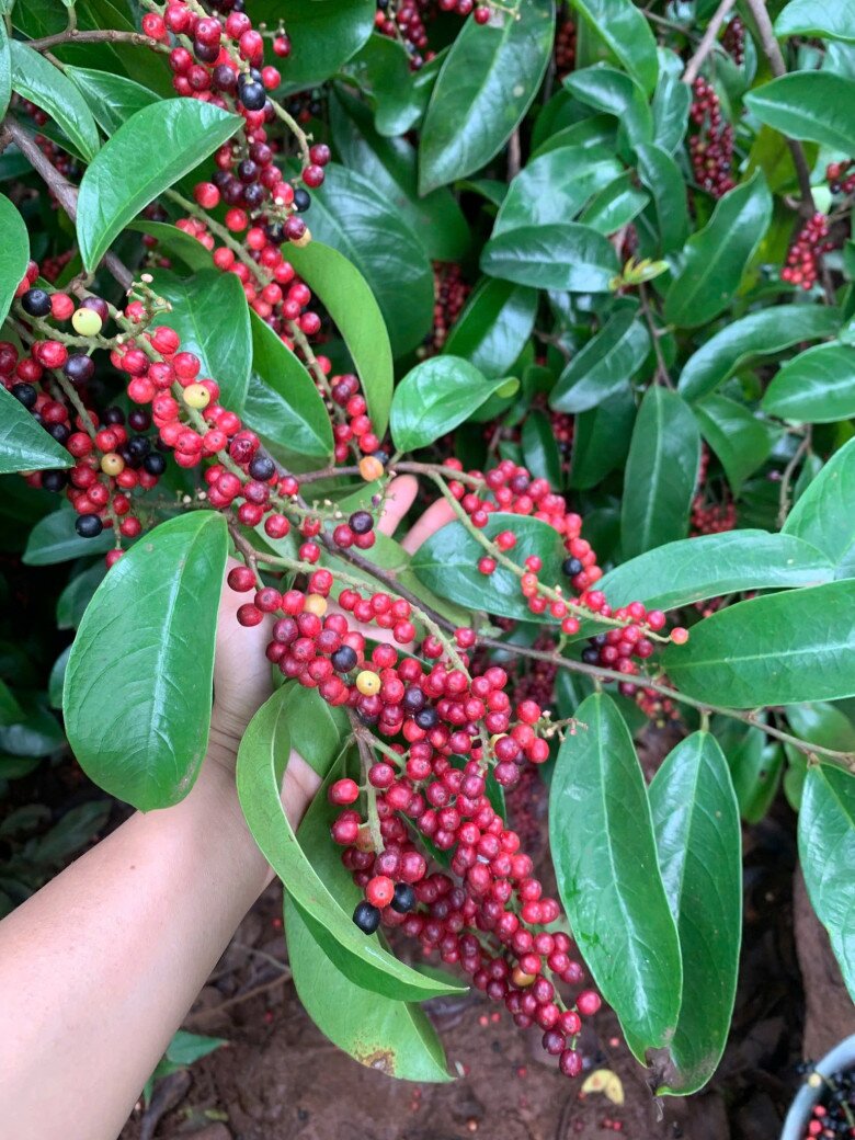 Trái chòi mòi mọc thành chùm, khi chín sẽ chuyển từ xanh, đỏ sang đen bóng. Lúc còn đỏ thì vị chua gắt, thường được ăn kèm muối ớt hoặc giã chung với đu đủ non. Khi chín đen, trái có vị ngọt nhẹ, hạt nhỏ, có thể nhai luôn cả vỏ và hạt.