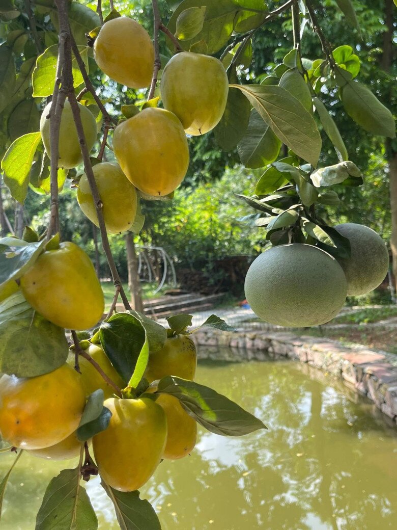 Trái hồng vàng và bưởi chen nhau, đung đưa trong gió trước mặt ao nhỏ có bờ kè đá. Hình ảnh gần gũi, gợi nhớ những khu vườn quê Bắc Bộ xưa cũ.