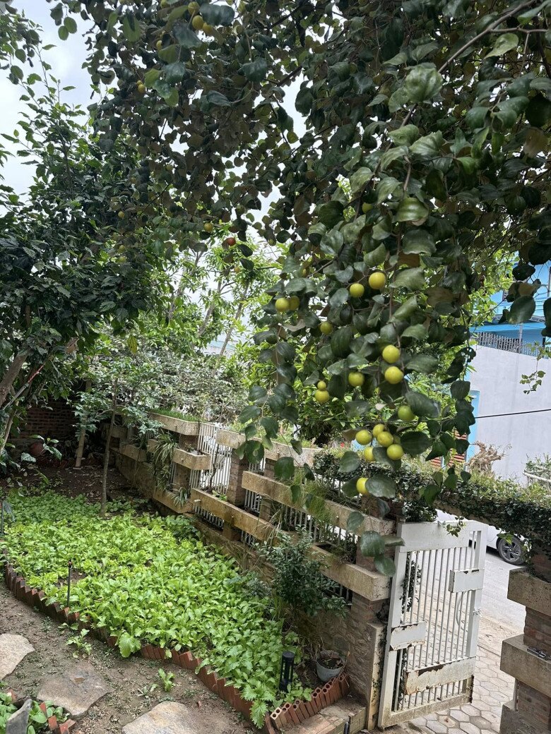 Góc vườn nhỏ được quy hoạch khoa học, cây táo trĩu quả tỏa bóng mát, bên dưới là vạt rau xanh. Hàng rào gạch mộc bao quanh, tạo không gian riêng biệt.