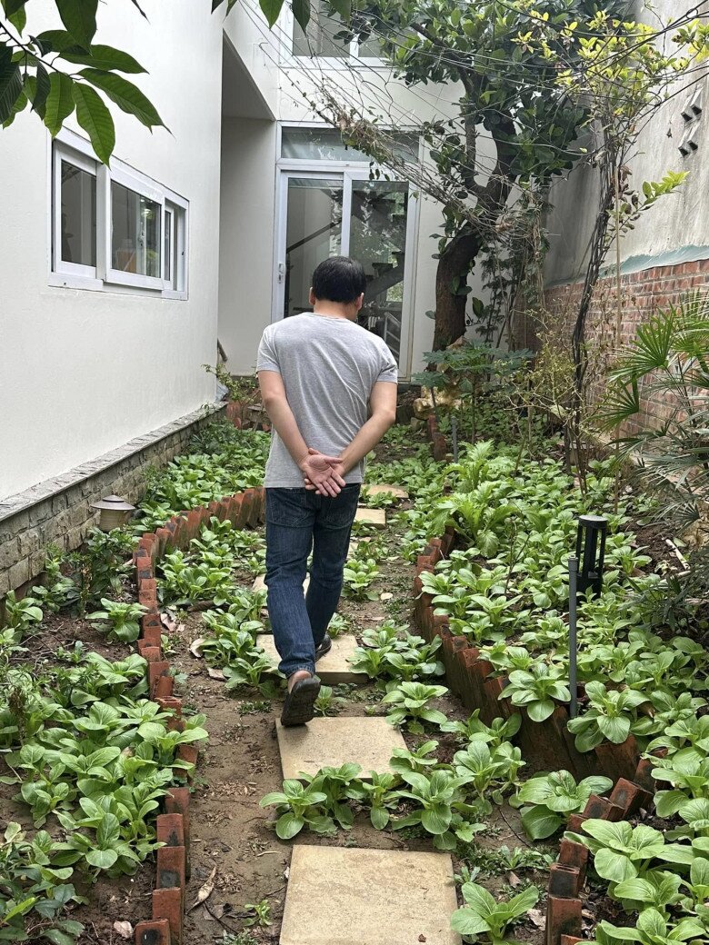 Khu vườn của Trọng Tấn ở quê nhà Thanh Hóa: Bưởi - hồng sai lúc lỉu, có loại rau làm nhiều người nhớ quê - 12