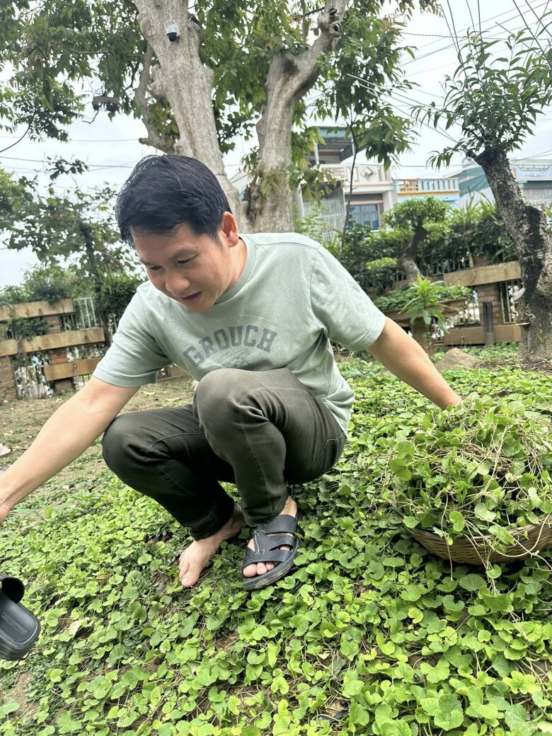 Có mùa, sân nhà mọc lên rất nhiều rau má. Anh thổ lộ: Rau má quê ta ấm tình người lam lũ... là món ăn truyền thống của người quê Thanh. Và bây giờ là đặc sản của nhiều vùng miền khác từ thành thị đến nông thôn.